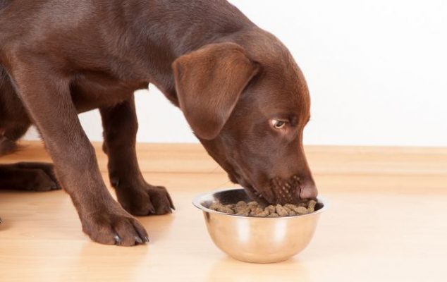 qué dar comer a un perro
